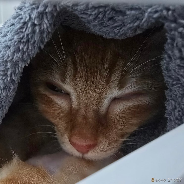  고양이 복막염 재발 치료 중 설사와 회복 변화, 모카 11일째 상태 기록