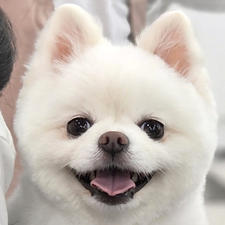  안산애견미용학원 알아보는 분들의 참고서