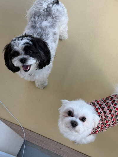 댕놀이터 애견유치원&애견호텔