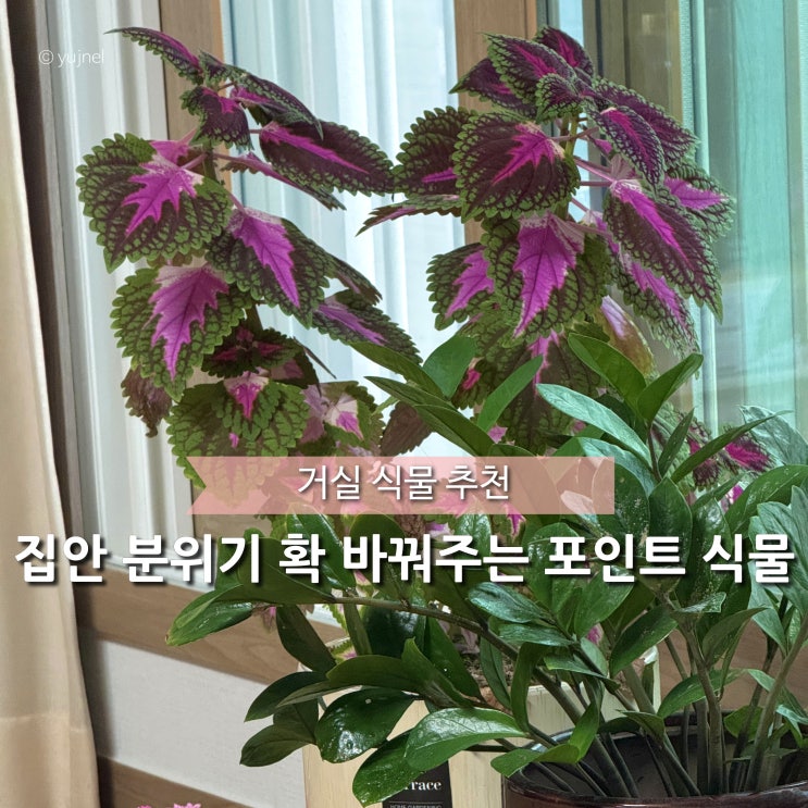  올겨울 거실 인테리어 식물은 포인세티아 말고 이 식물로 하세요