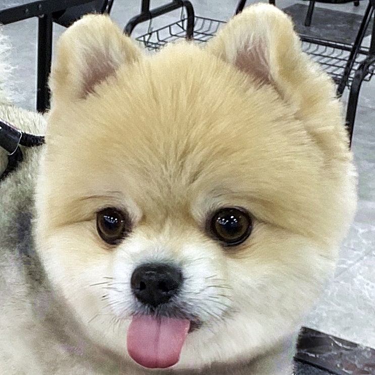  구리애견미용학원 현장 적응력이 중요한 이유