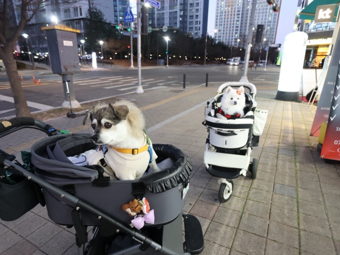  25년 너도 나도 우리 모두 고생한 1년, 만두 단풍 힘내자