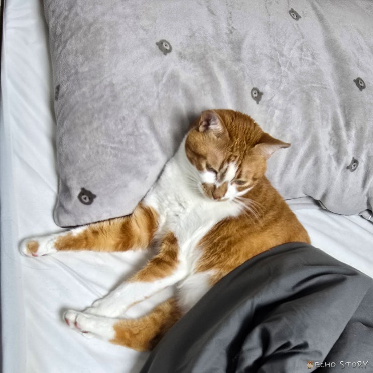  고양이 잠자리 위치로 알 수 있는 집사와의 호감도, 태태 행동으로 확실해진 이유