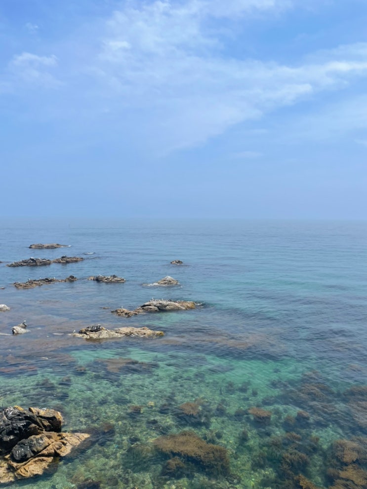  영덕 대형 카페 추천 오션뷰 베이커리 그리가다 내돈내산