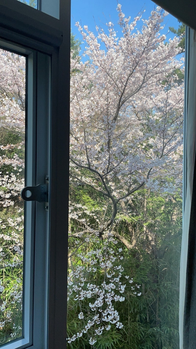 강원도 양양 낙산사 낙산비치호텔 벚꽃 강원도벚꽃명소 추천