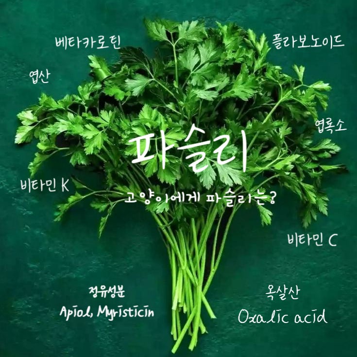  고양이 파슬리 야채중 옥살산 많은 식품