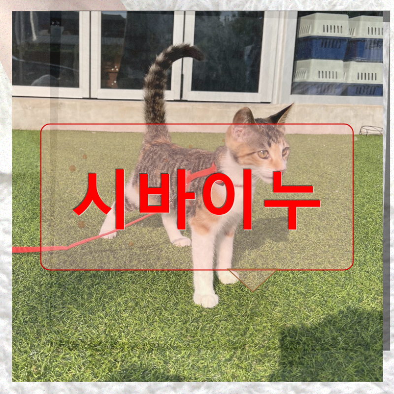 서울강아지보호소에서 시바이누 입양하기