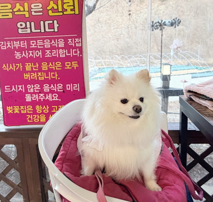  가창 애견동반식당, 오리고기 맛집 '벚꽃집'