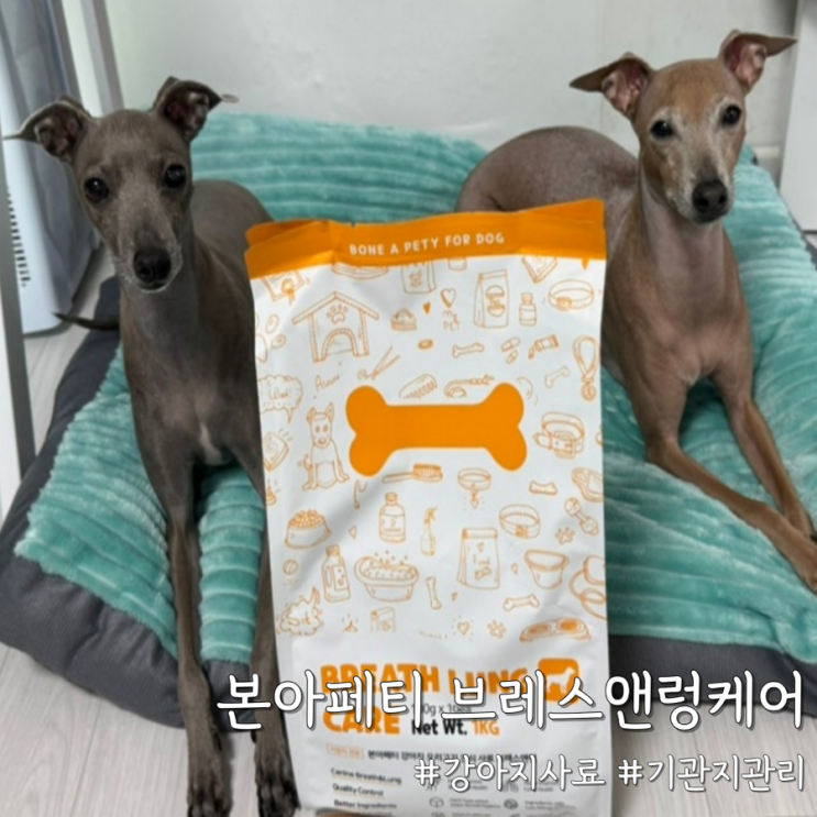  강아지 기관지 관리 사료 선택 [본아페티 강아지 기관지 건강 건식사료 브레스앤렁케어 1KG]