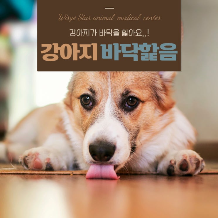  강아지 바닥핥음 단순 습관일까? 숨겨진 신호와 대처방법