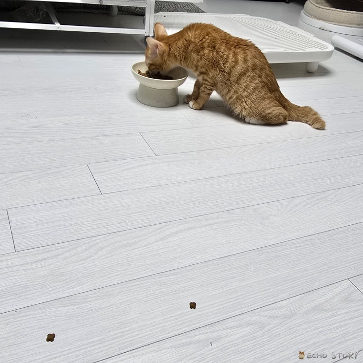  고양이 사료 흘림, 왜 먹으면서 사방에 날릴까?