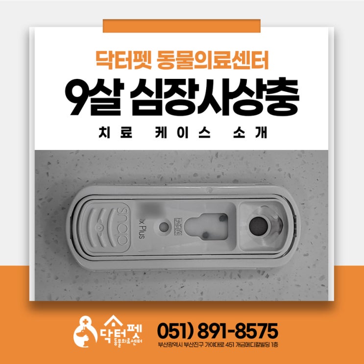  9살 진도개 심장사상충 치료 케이스 강아지 예방 부산동물병원