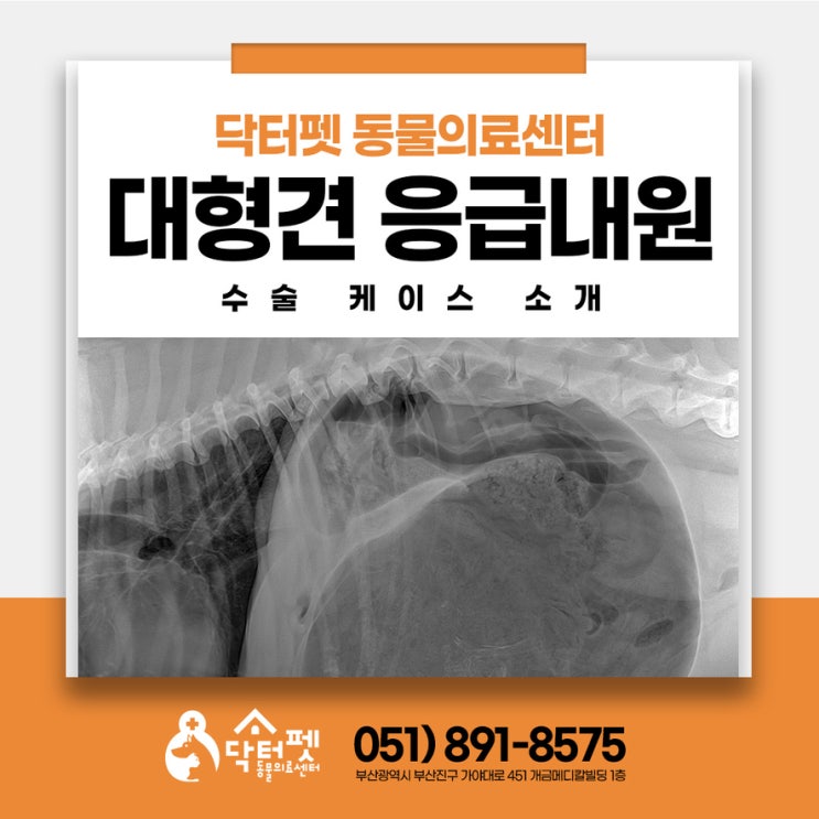  10살 대형견 위염전 사모예드 부산 24시 응급 동물병원