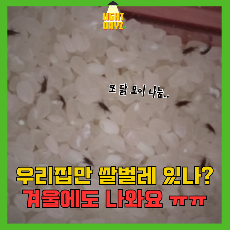 쌀벌레 때문에 골머리 앓다가 퇴치 성공! 10kg 딱 맞게 들어가는 진공 밀폐 쌀통 플루딕 써보....