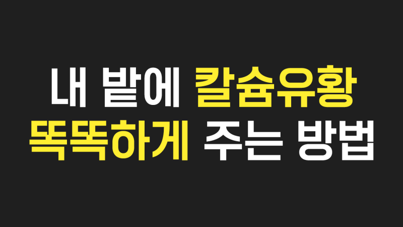 내 밭에 부족한 칼슘유황 똑똑하게 주는 방법ㅣ칼슘유황 비료 NO