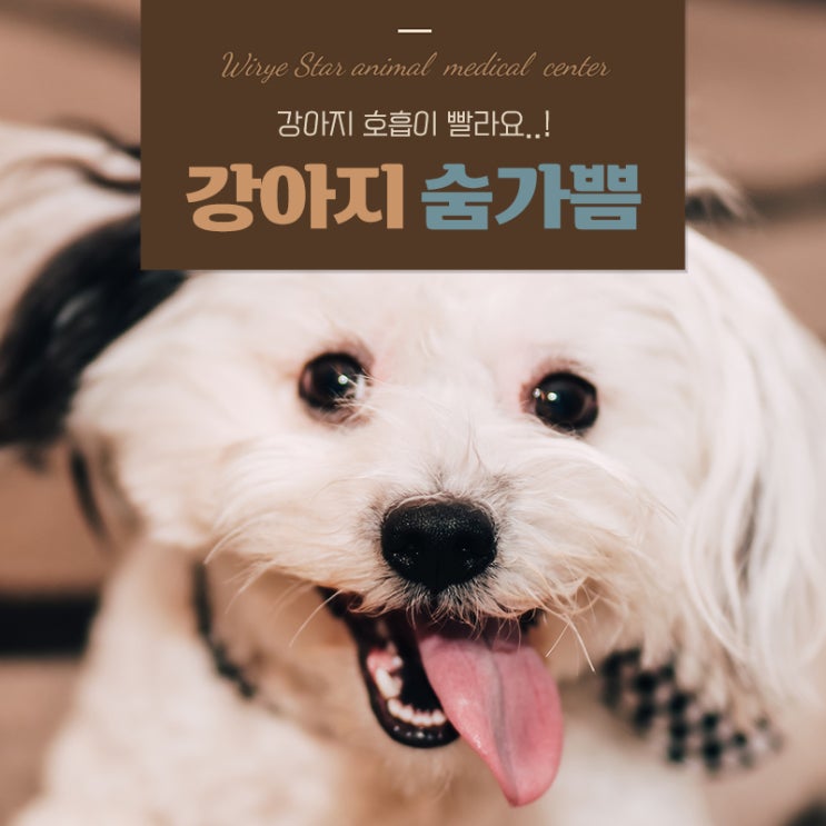  강아지 숨가쁨 원인 5가지와 꼭 확인해야 할 정상호흡수 측정 방법