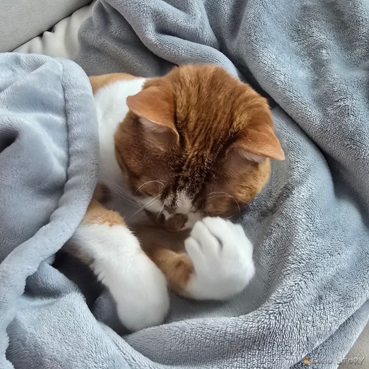  고양이 겨울 실내온도, 몇 도가 맞을까? 첫 겨울을 보내는 모카