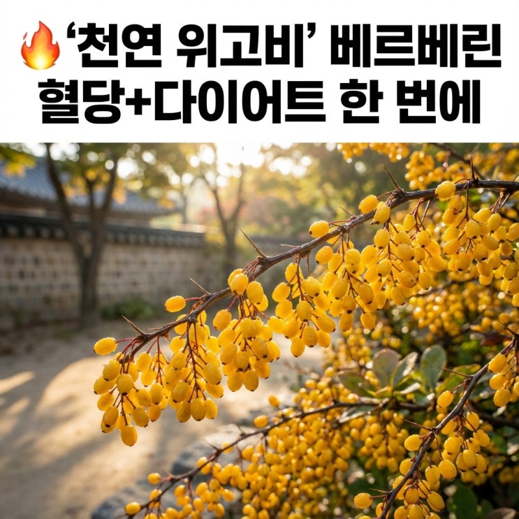  '천연 위고비' 베르베린 | 혈당+다이어트 한 번에