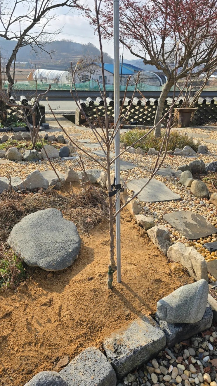 사과 이지플 2, <b>골든볼</b> 1 묘목 구입 25/12/23