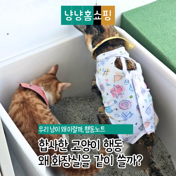  합사한 고양이, 왜 화장실을 같이 쓸까? 행동으로 보는 관계 단계