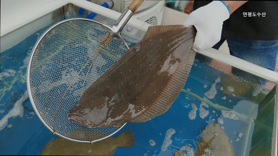 연평도수산 사진 3