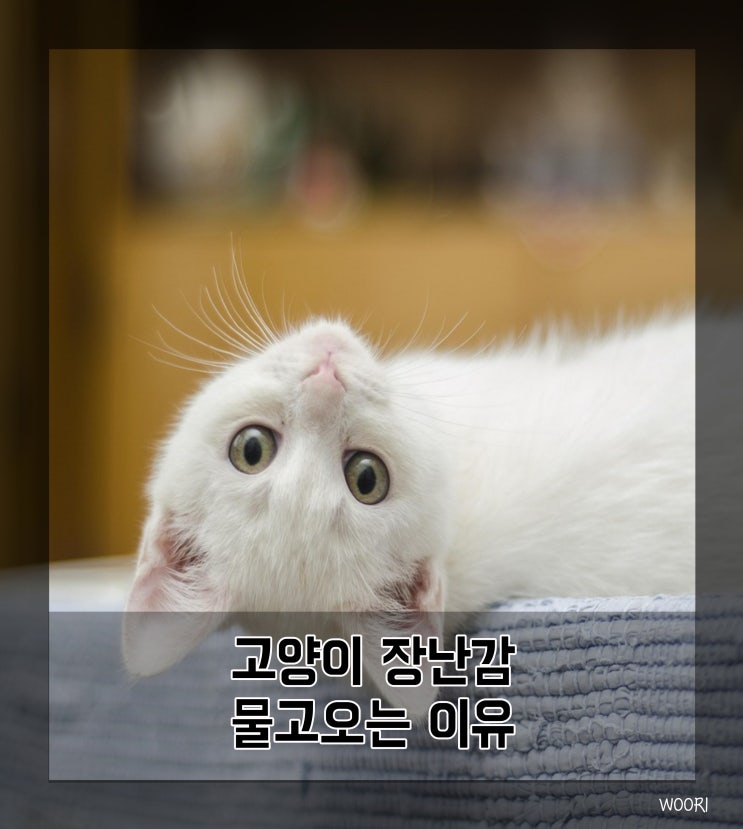  고양이 장난감 물고오는 이유