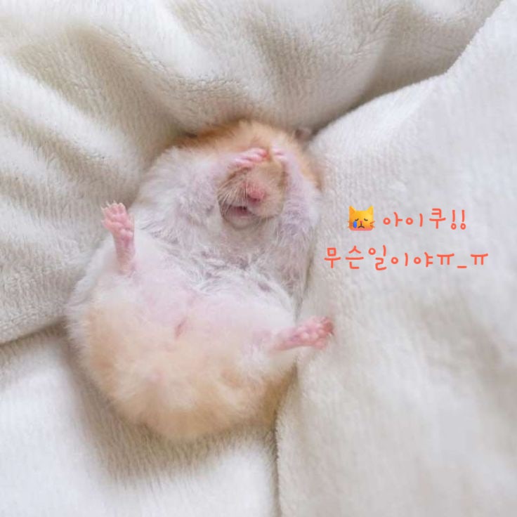  햄스터 돌연사 갑자기 죽는 일이 꽤 있다던데 왜?!