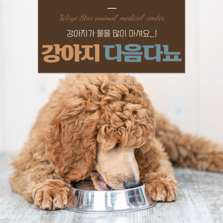  강아지 다음다뇨 좋은걸까? 꼭 체크해야 할 위험 신호!
