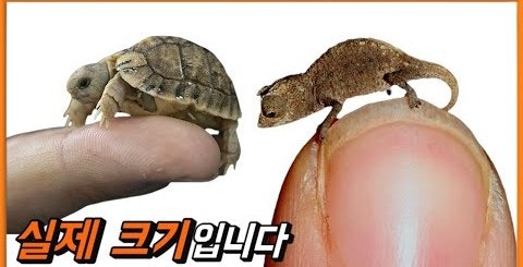  (쉬어가기2)세상에서 가장 작은동물들