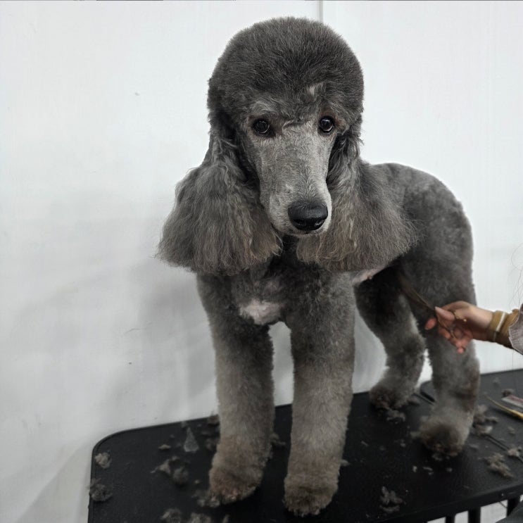  익산애견미용자격증, 학원 선택 전에 꼭 확인해야 할 5가지