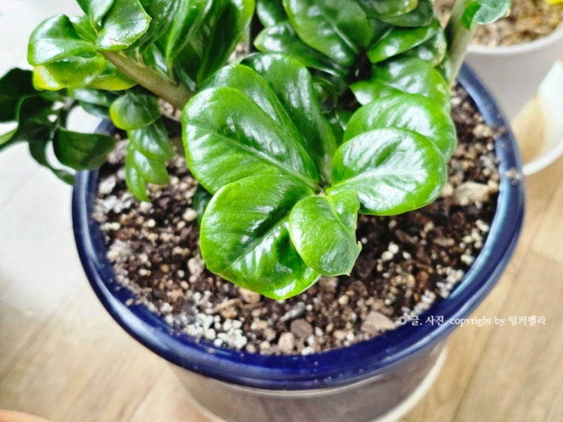 풍수지리식물 보석금전수 돈나무 키우기 물주기 분갈이 가지치기