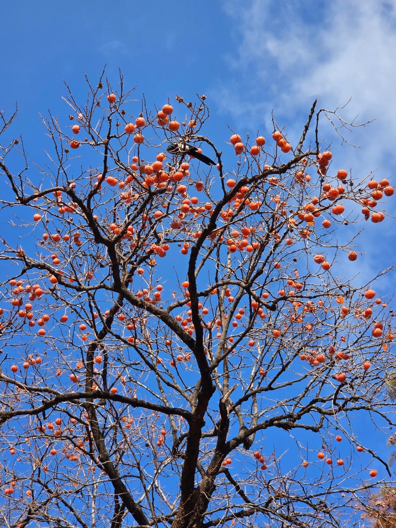 정책지식 2025.12.24. : 네이버 블로그