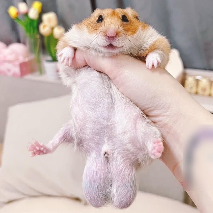  햄스터 암수구별 하는 방법 알아봐요