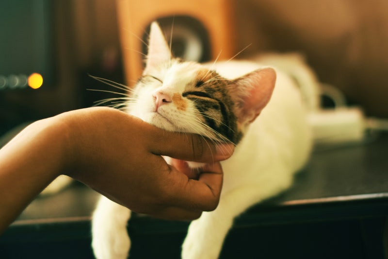 고양이 관련 꿈 80가지 해몽 직관 신비로움 재물 협력자 행운이 굴러들어오는 꿈