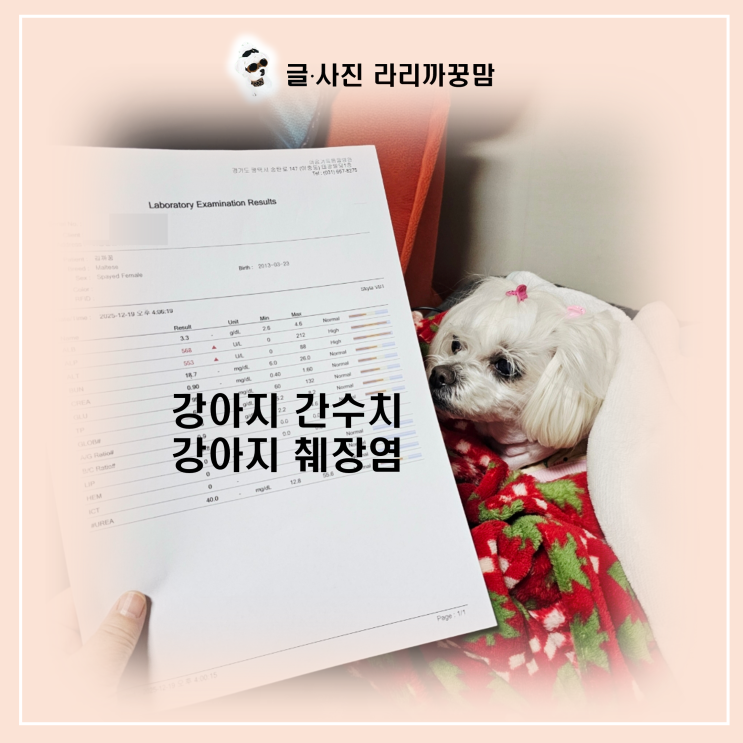  12살 꿍이의 재검 날, 강아지 간수치와 췌장 수치 결과 보고서