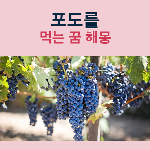 포도 먹는 꿈해몽 태몽일까 복권 구매각일까
