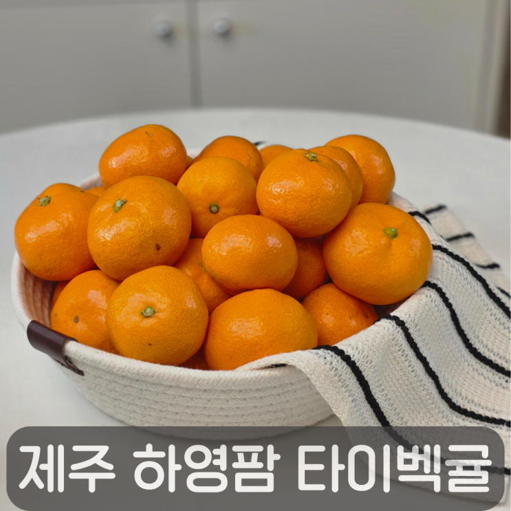  노지에서 키운 진짜 달콤함, 제주 하영팜 고당도 타이귤 후기