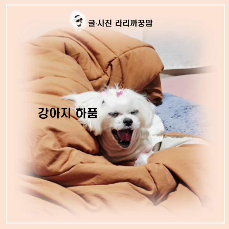 강아지 하품, 단순한 졸음일까? 12살 꿍이의 하품 속에 숨겨진 비밀