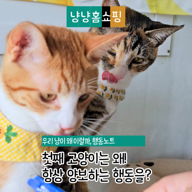  첫째 고양이는 왜 항상 양보할까? 행동으로 보는 진짜 이유