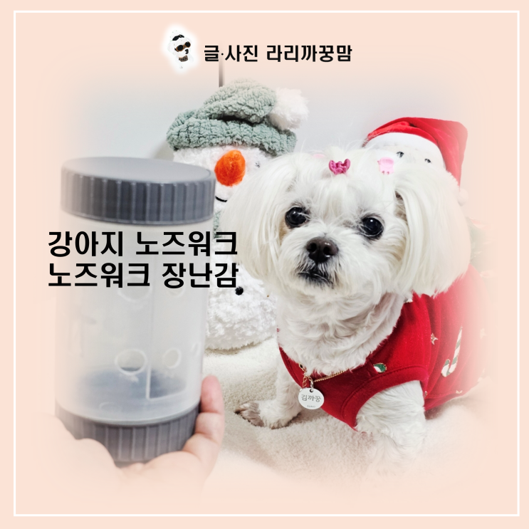  바람 쌩쌩 추운 날, 12살 꿍이의 실내 필수템! 강아지 노즈워크 놀이