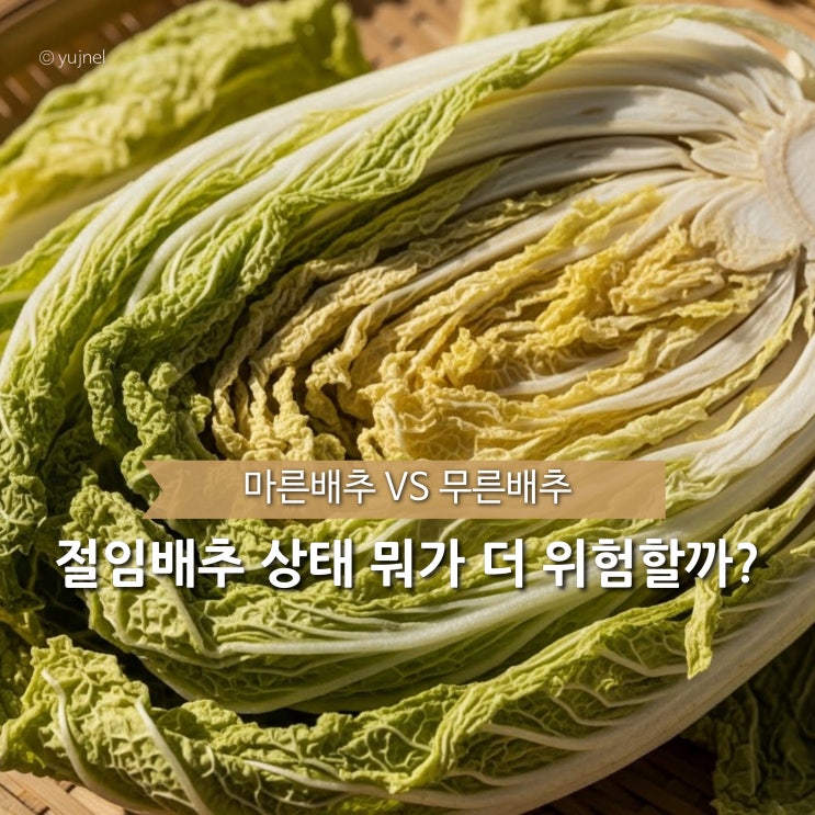  마른배추 vs 무른배추 김장 김치로 쓰면 누가 더 망할까?