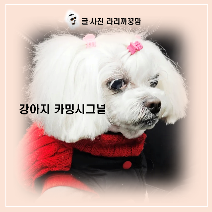  "엄마, 내 말 들려요?" 강아지 카밍시그널 7가지 총정리