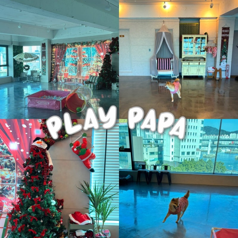 플레이파파