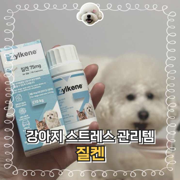  강아지 고양이 스트레스 케어 질켄 분리불안 완화제