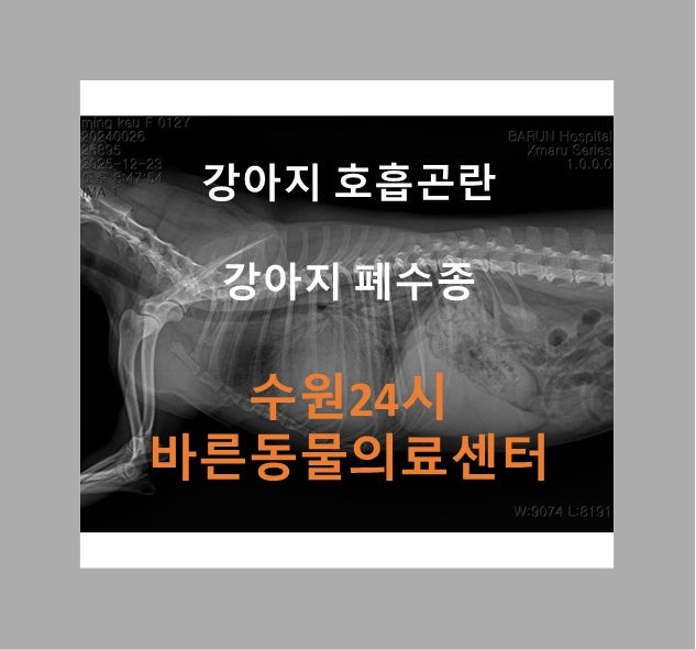 수원봉담강아지호흡곤란 / 수원봉담강아지폐수종 / 수원봉담강아지심장병 / 수원24시동물병....