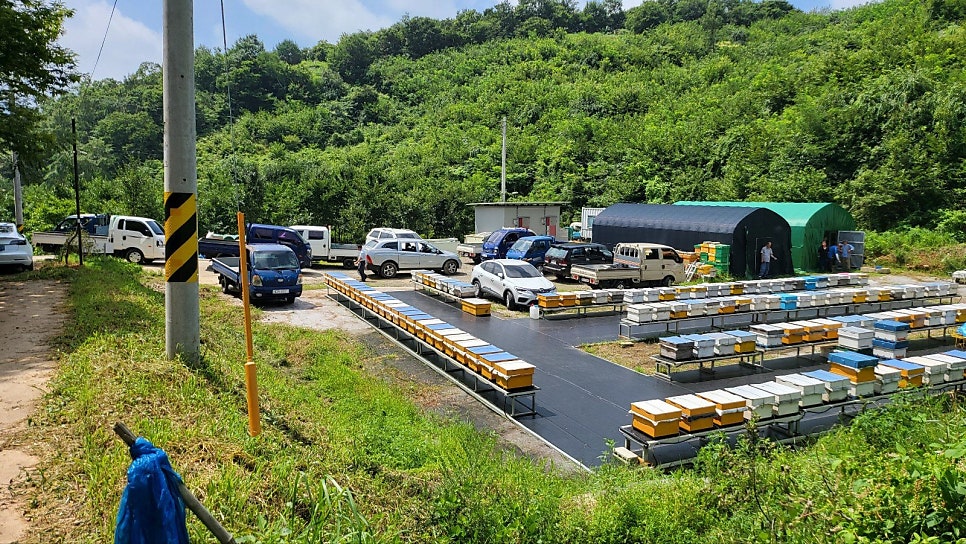 진골 사진 5
