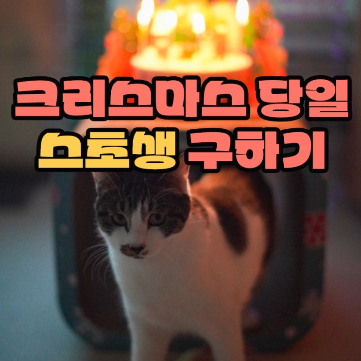  스초생 크리스마스 당일에 케이크 구매하는 방법 카카오톡 선물 예약픽업 사용하기