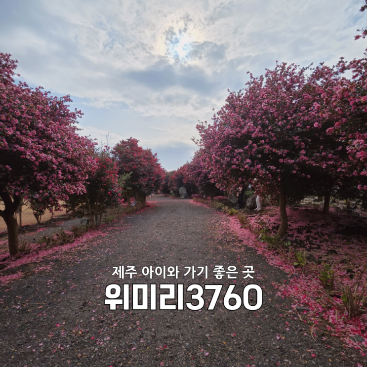  제주 위미리3760 무료 동백 명소｜4살 아이와 겨울 산책