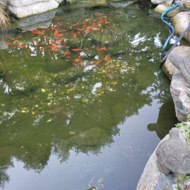 경주 연못청소 업체, 오염된 연못 바닥 정리 후 물맑음 회복 과정