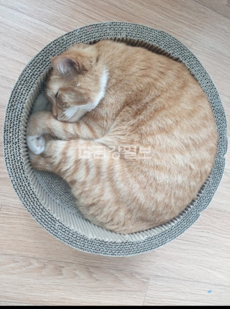  고양이가 웅크리고 자는 이유